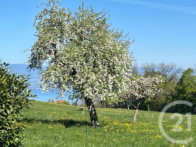 maison à vendre - 13 pièces - 240.0 m2 - LARRINGES - 74 - RHONE-ALPES - Century 21 Chablais - Léman